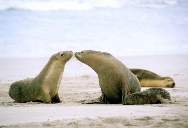 Kangaroo Island