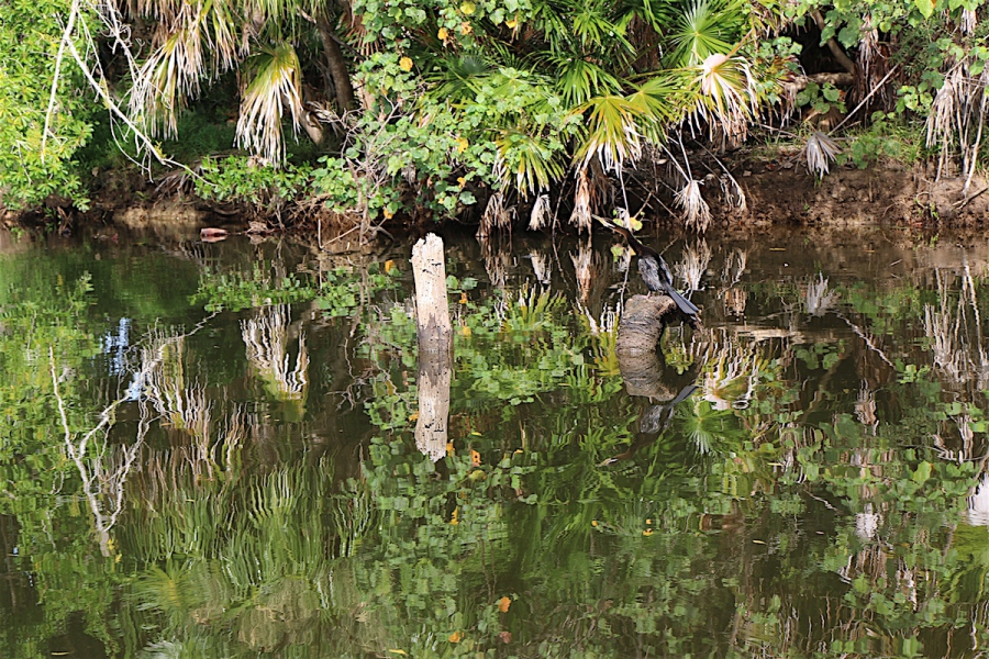 Bar-b-canoe in de Noosa Everglades