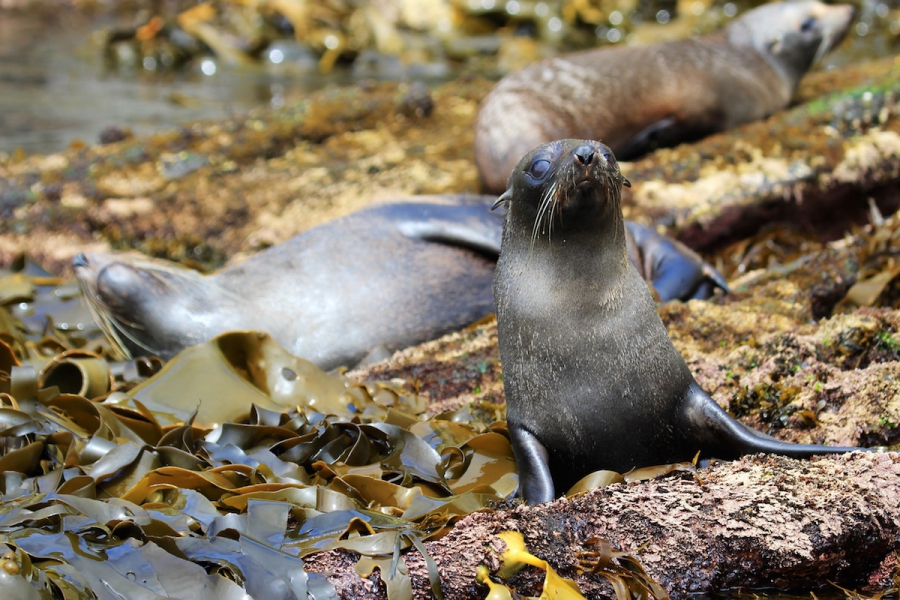 Pelsrobben op Cape Bridgewater