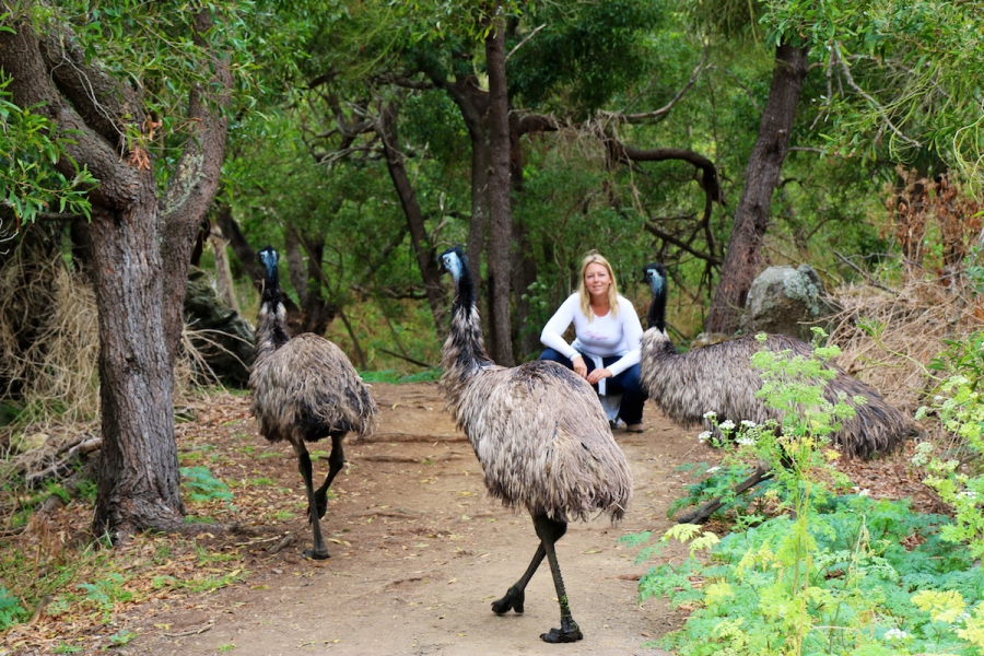 Wildlife in de vulkaan van Tower Hill